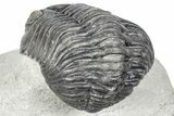 Curled Pedinopariops Trilobite - Mrakib, Morocco #287714-4